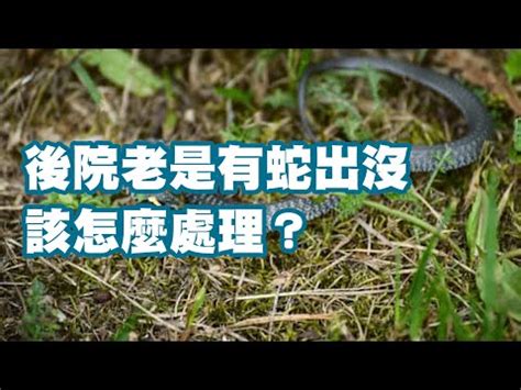 家裡跑蛇|如何防制蛇類入侵